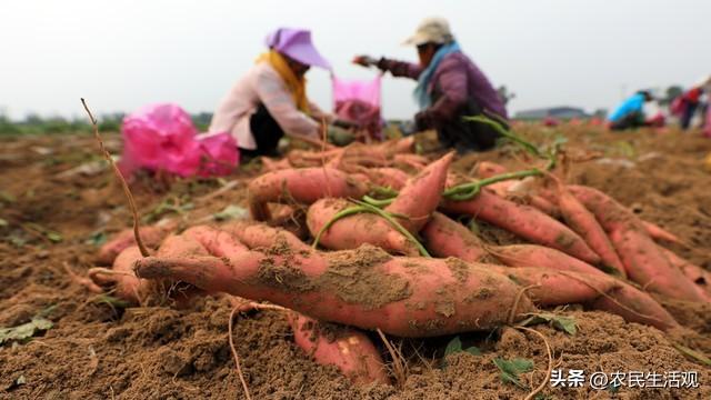 红薯和地瓜一样吗，地瓜与红薯是一样的吗（别忘了红薯之父陈振龙）