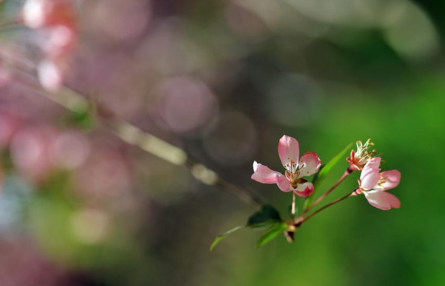 关于春分的古诗，春分的古诗有哪些（诗中寻春春亦浓）