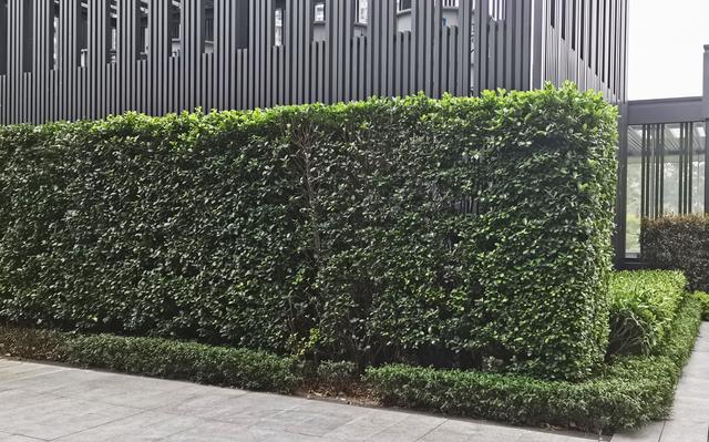 别墅庭院围墙遮挡植物有哪些，别墅围墙绿植（看上去“清清爽爽”）
