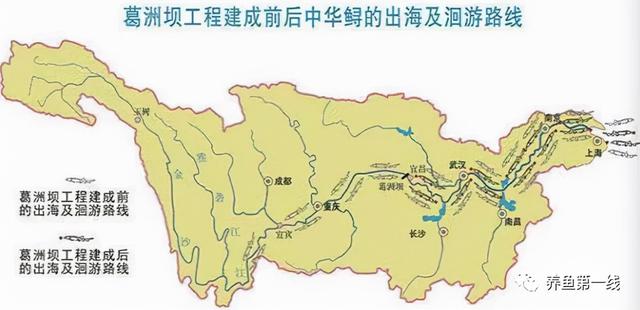 为什么兴建水坝时要留鱼道，河道能够修坝蓄水吗（低水头水利枢纽过鱼通道构建技术）