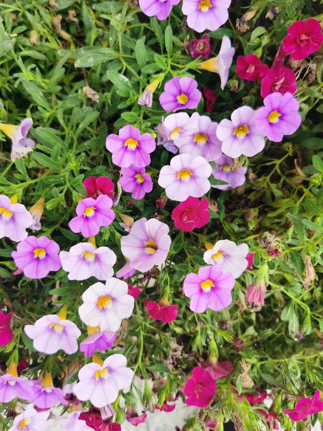 鲜花的花语和花的数目的寓意，鲜花数量的寓意（100种迷人的“数字花”）