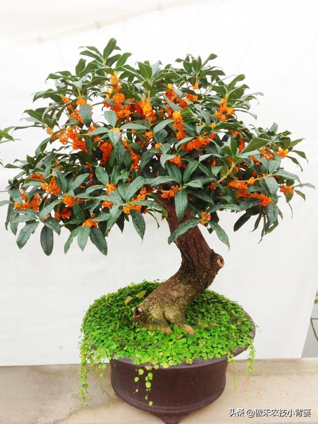 嫁接有哪两种方式，嫁接的方式有两种（桂花几月份嫁接）