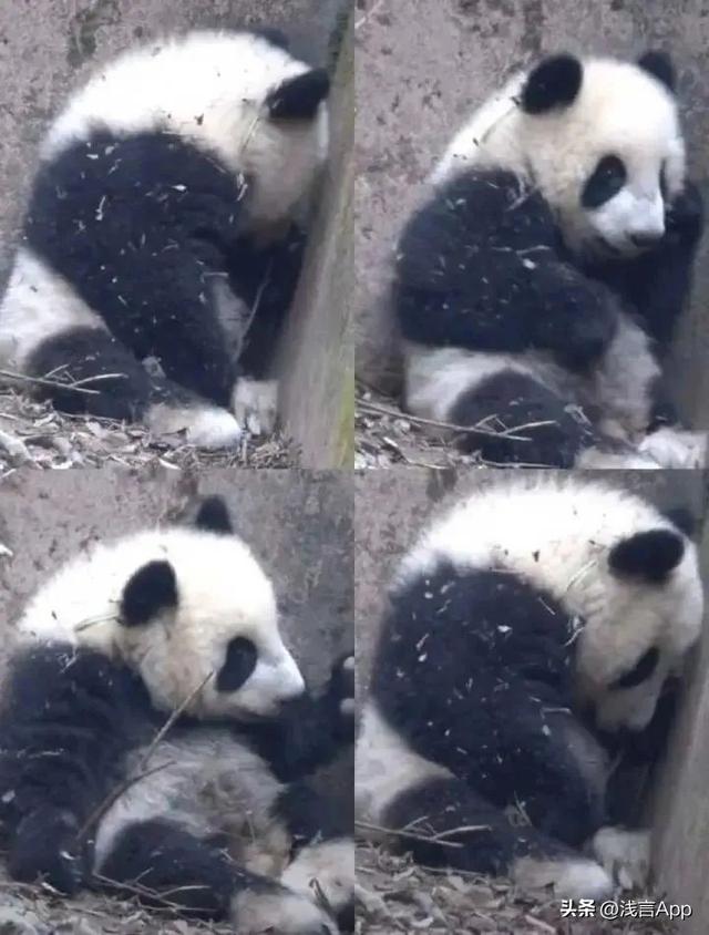 向熊猫福菀泼水，向熊猫福菀泼水3游客身份未确定（残疾熊猫宝宝遭泼水，拳头硬了）