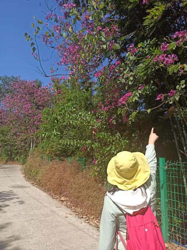 龙眼洞森林公园，广州龙洞森林公园介绍（广州徒步之渔龙线……）