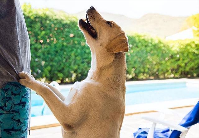 拉布拉多怎样区分赛级和宠物犬，拉布拉多怎样区分赛级和宠物犬的（纯种的“拉布拉多犬”）