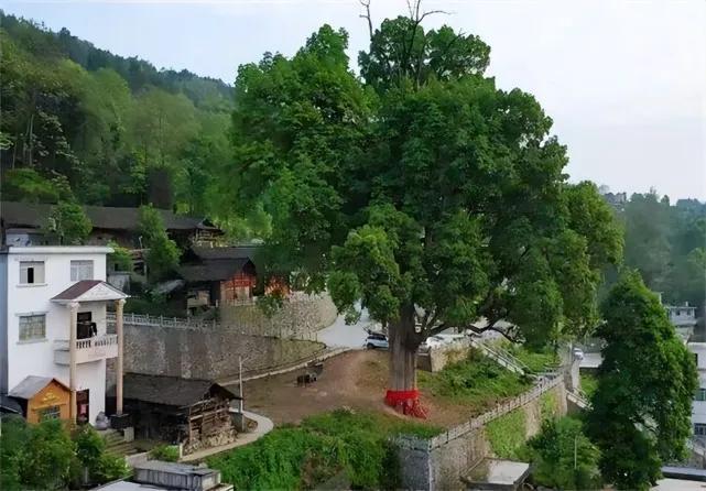 金丝楠木树苗适合哪些地方种植,金丝楠木树苗适合哪些地方种植小叶紫檀(树苗12元一株为何没人种植) 金丝楠木树苗适合哪些地方种植,金丝楠木树苗适合哪些地方种植小叶紫檀(树苗12元一株为何没人种植)