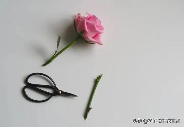 玫瑰花的寓意，玫瑰日常养护打理技巧（黄玫瑰花语象征与寓意）