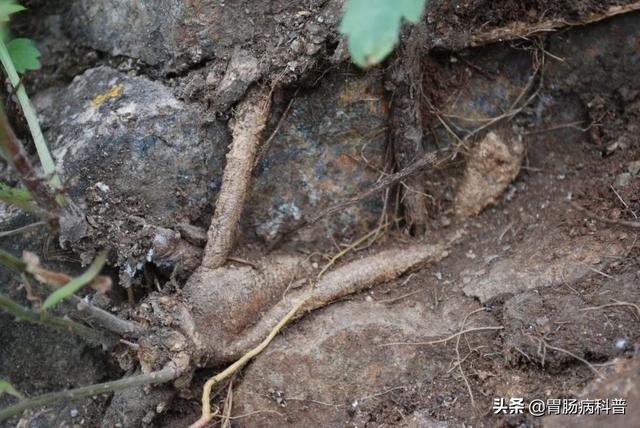 曼陀罗花的图片，曼陀罗花是什么（301味中药材的原植物彩色图谱）