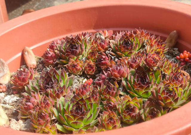 观音莲怎么繁殖，观音莲的繁殖养护（早春养观音莲）