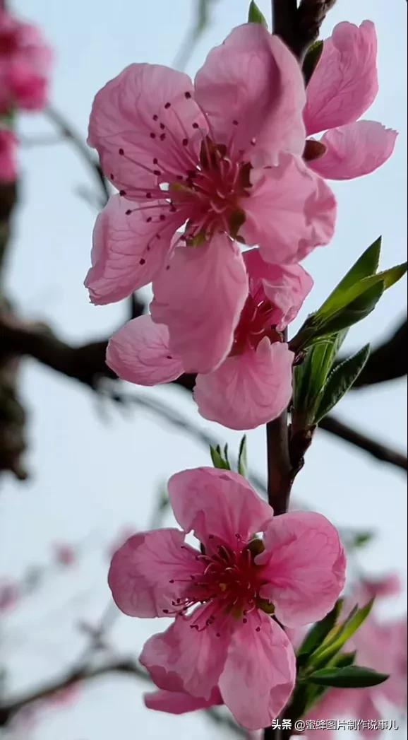 风景美图，风景美图壁纸（鲜花争艳，美景如画，过目不忘）