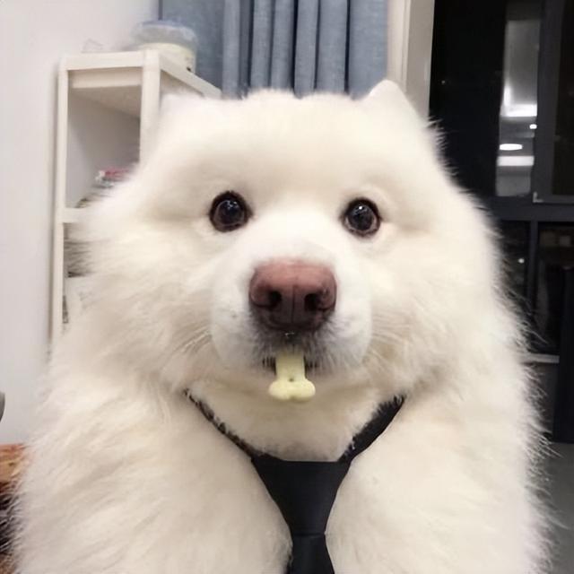 微笑狗是什么，“微笑天使”萨摩耶（微笑狗是什么时候的事啊）