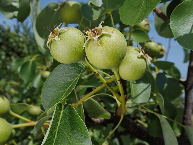中国稀有水果，中国稀有水果名称大全（盘点世界上最稀有的6种水果）