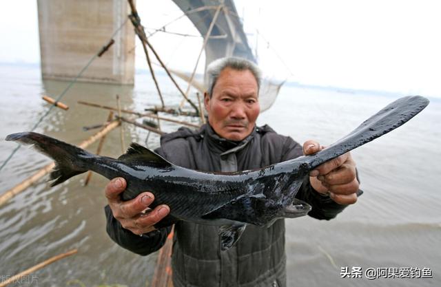 鸭嘴鱼吃什么食物，鸭嘴兽吃什么（发展28年还靠人工养殖）