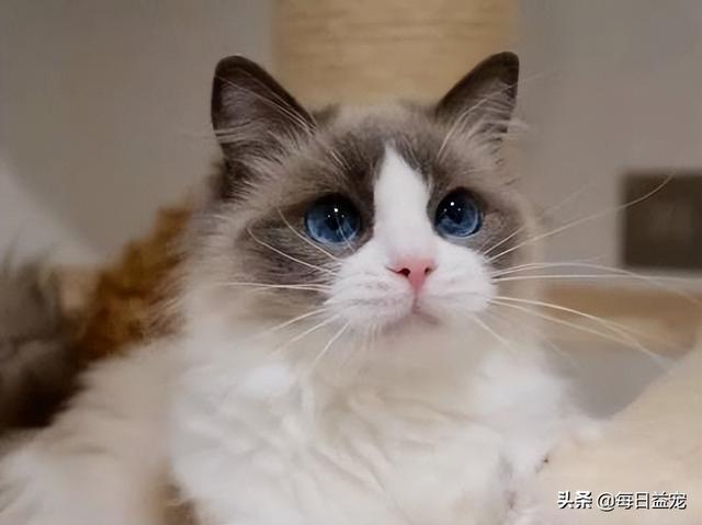 布偶猫多少钱一只幼崽，布偶猫多少钱一只纯种幼崽（还生了一窝谁也不像的崽）