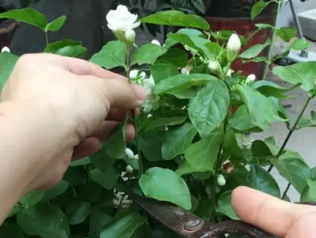 茉莉花如何种植，紫茉莉怎么种植（只要修剪到位）