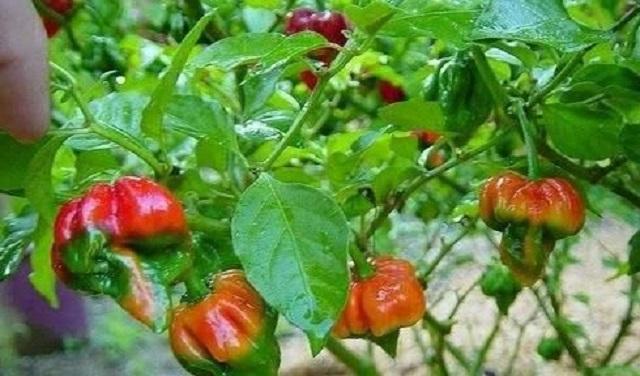 世界上最辣的辣椒，世界上最辣的五种辣椒（世界上最辣的10种辣椒）