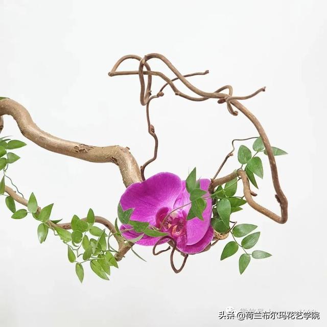 怎么挑选木本植物，怎么挑选木本植物盆景（木本花材的使用技巧和处理方法）