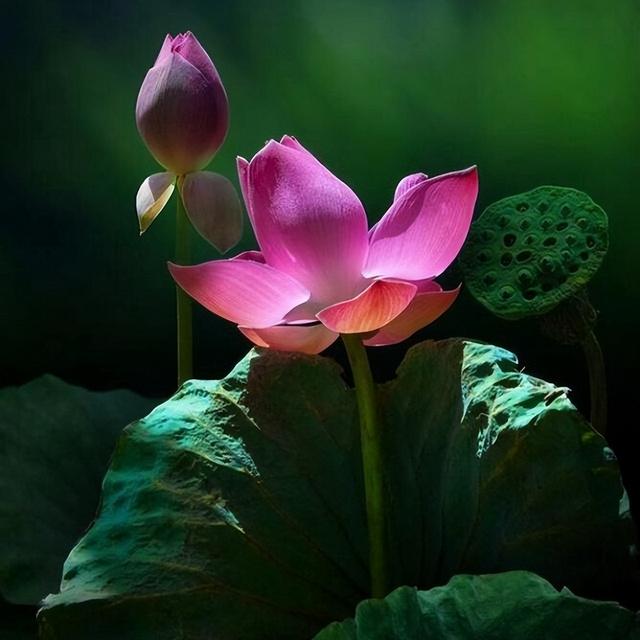 温暖人生的哲理句子，温暖人生的哲理句子简短（触动人心的哲理语录）