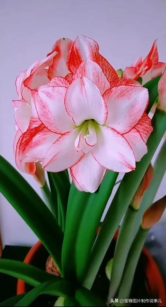 风景美图，风景美图壁纸（鲜花争艳，美景如画，过目不忘）