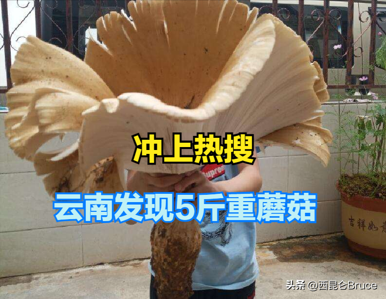 云南村民挖到5斤重“鸡枞王”，是顶级的食疗食材！