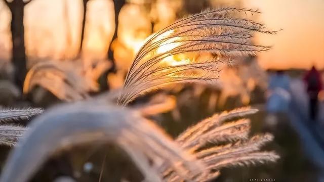 冬天的雪像什么，关于雪花像什么的句子有哪些（下雪了？ 冬季的第一场雪来了）