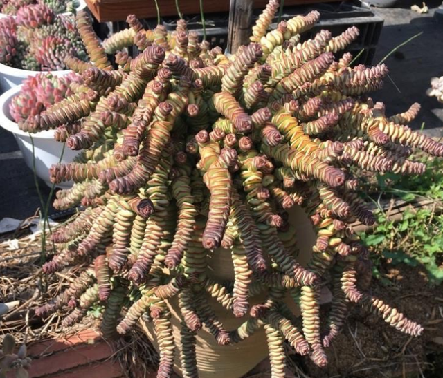 钱串多肉的养护方法，多肉钱串夏天怎么养护（冬天盆栽多肉植物钱串）