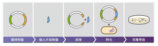 五步学会质粒构建原理，shrna质粒构建（一篇文章帮你扫清所有障碍）