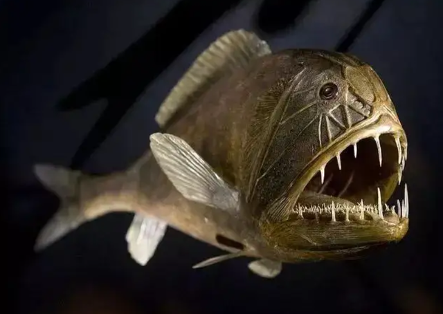 10000米恐怖深海鱼图片，恐怖的深海鱼类（海底一万米到底有多么恐怖）