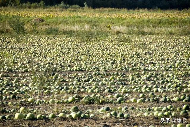 久红瓜怎么挑甜的，久红瓜口感怎么样（河南人的夏天不缺瓜）