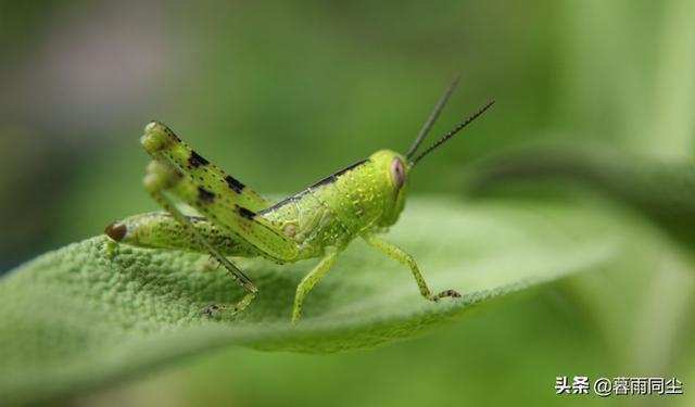 地下森林里有哪些种类的植物和动物，地下森林里有哪些种类的植物和动物图片（12种最常见的可食用昆虫以及荒野生存中食用昆虫的安全提示）