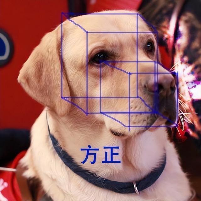 拉布拉多怎样区分赛级和宠物犬，拉布拉多怎样区分赛级和宠物犬的（纯种的“拉布拉多犬”）