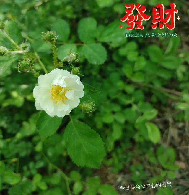 人生若只如初见✨，人生若只如初见图片唯美（人生若如初见）