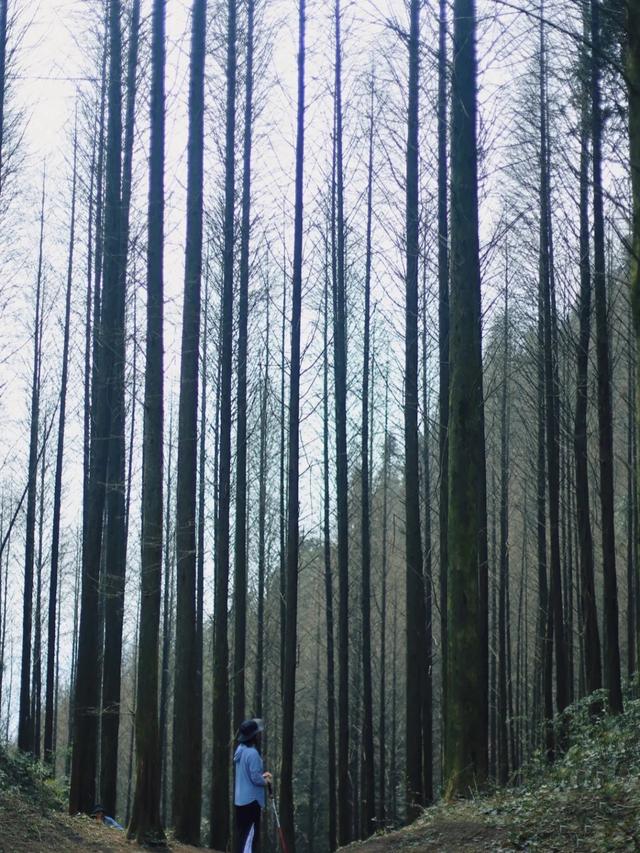 什邡市景点，什邡景点旅游景点（成都周边绝美“禁林”）