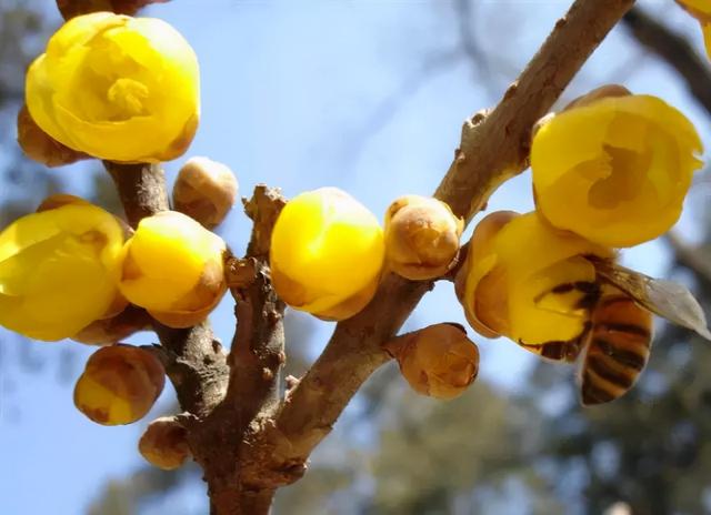 花，花好月圆人长久（72种鲜花欣赏图片）