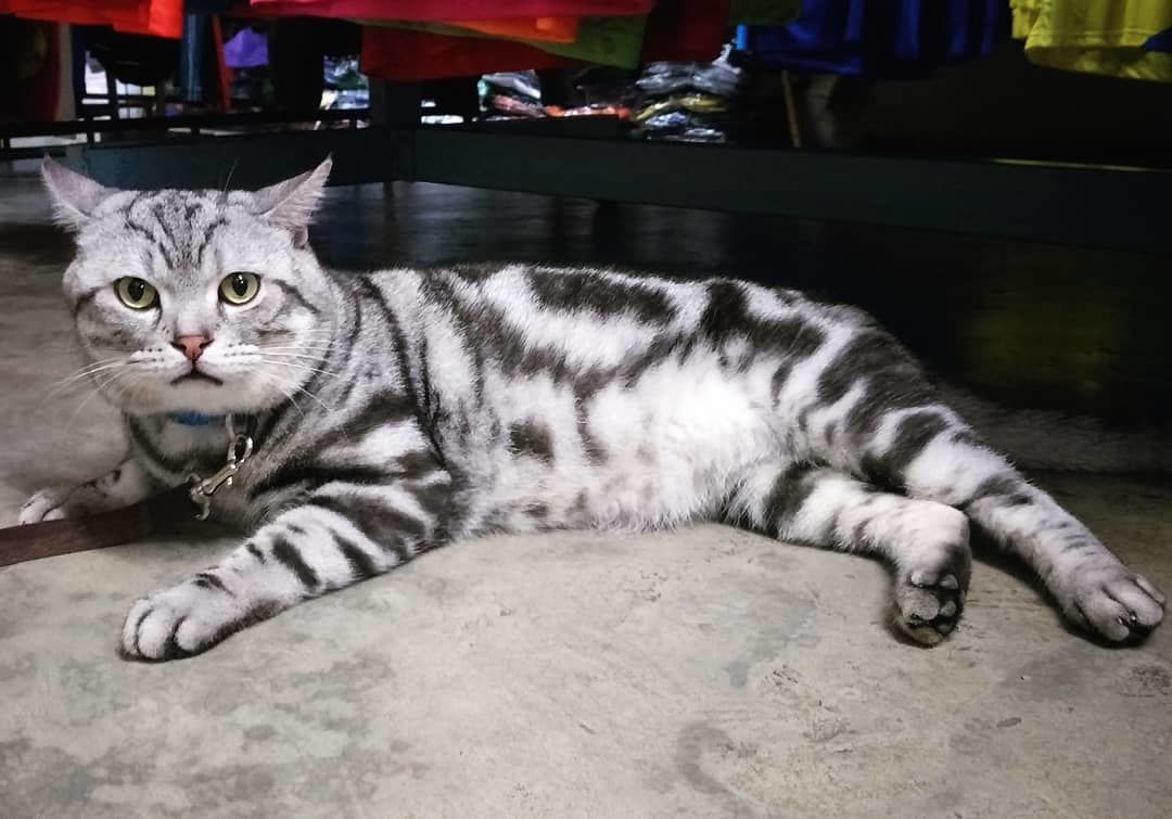 大型猫品种(中国十大禁养猫)