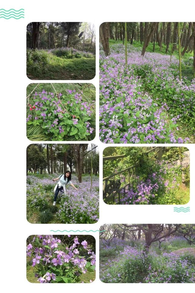 西府海棠的花语和寓意，西府海棠的花语和寓意是什么（钟山*雨花台*玄武湖）