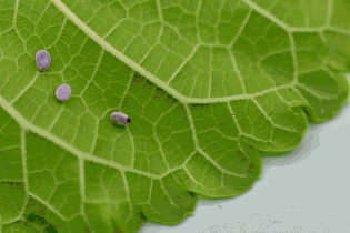 蚕茧如何抽丝，蚕茧如何抽丝保存（抽丝剥茧、蚕茧作画、了解蚕的一生……）