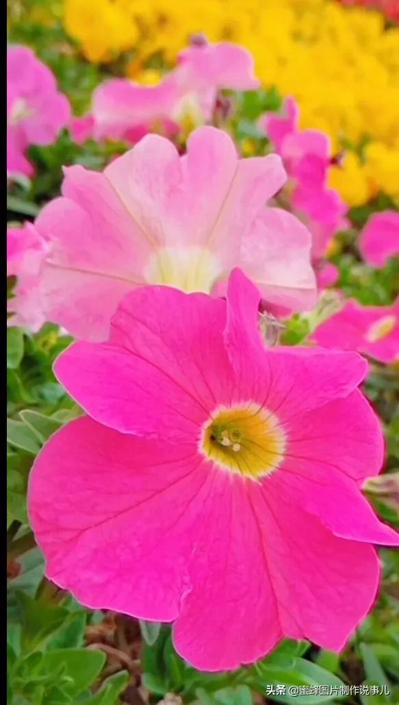 风景美图，风景美图壁纸（鲜花争艳，美景如画，过目不忘）