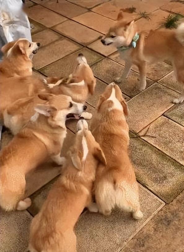 柴犬和柯基(柴犬和柯基的串串)