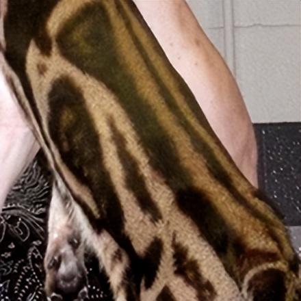 豹猫图片，最霸气的猫——孟加拉豹猫（豹纹猫图片）