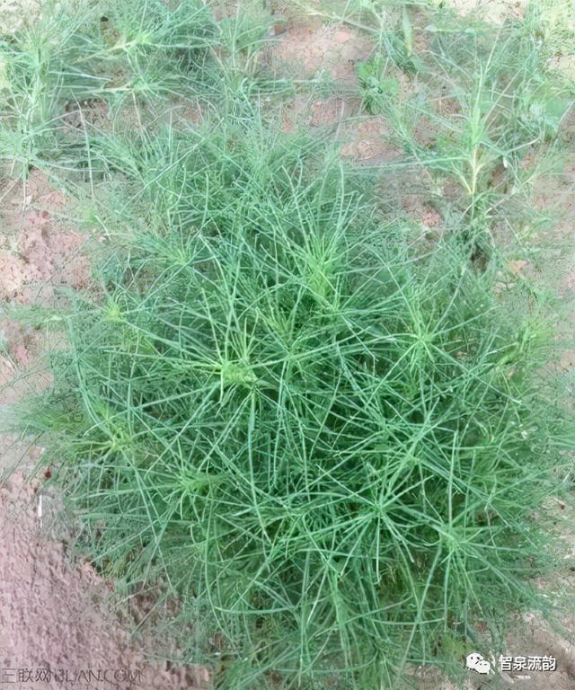 鬼圪针，鬼根针是什么？据说可以泡茶喝。有什么要求（郭进拴，黄河黄，长江长）