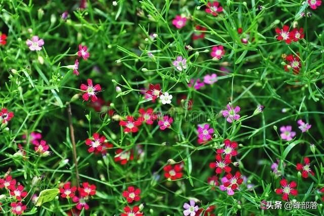 什么是蜜源植物，什么蜜源植物的花期最长（它们都会带来哪些危害）