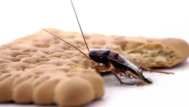 灭蟑螂最有效的土方法，消灭蟑螂最好的土办法（教你用一把大蒜）