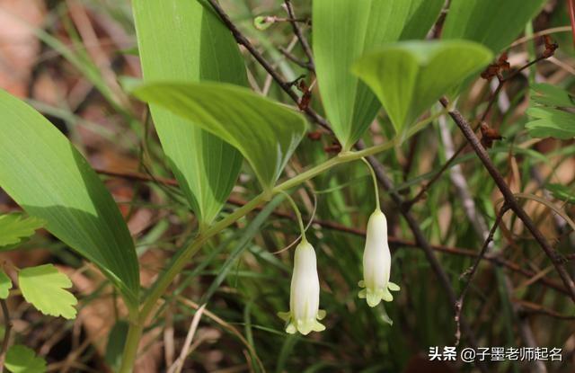 特殊又好听的花名，艺名 女 简单气质（清丽不俗的花名用作女孩名字）