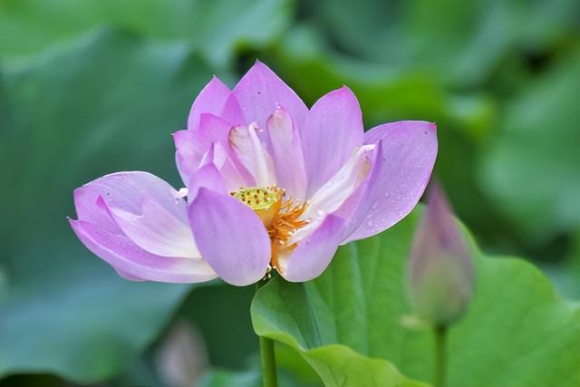 12星座比较擅长做什么，12星座擅长什么本领（巧舌如簧、能说会道的星座）