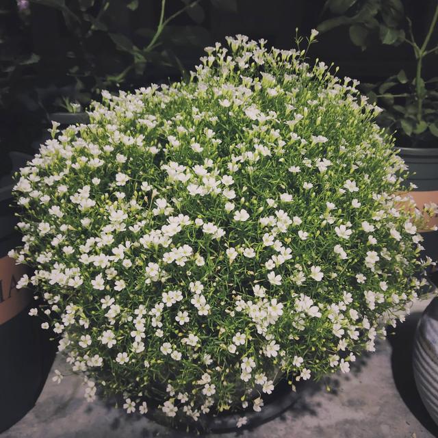 满天星的养殖方法和注意事项，花朵繁多、开成花球、简单美好