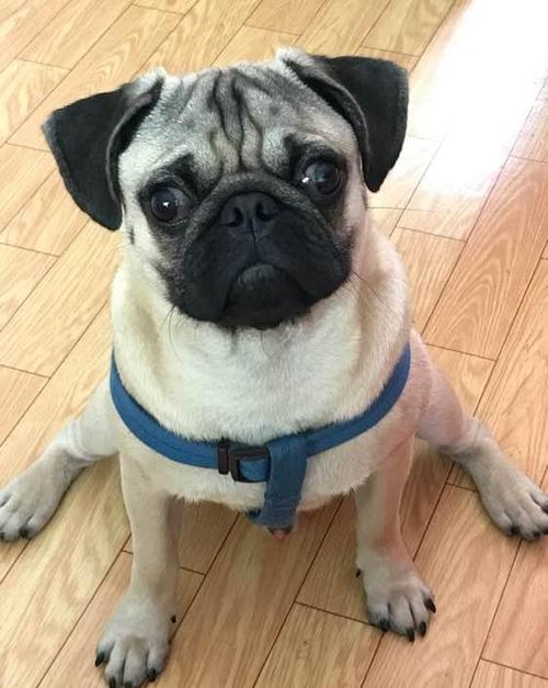 粘人又安静的小型宠物，什么小型宠物好养粘人（好驯又听话的这几种“伴侣犬”）