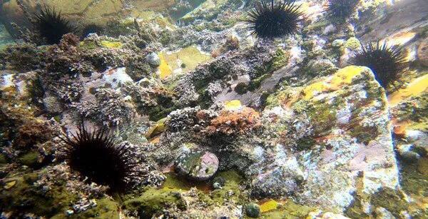 鳆鱼（鳆鱼怎么读），如何挑选鳆鱼（2021登州“苏公日”和“海市会”）