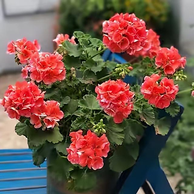 浇花用什么水好，用什么水浇花比较好（用“3种水”来浇花）