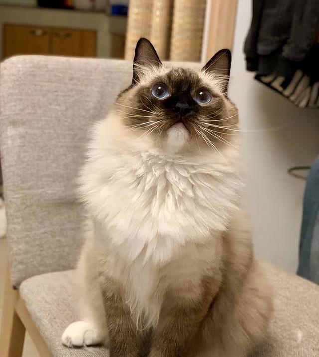 布偶猫为什么不能养，布偶猫为什么不能养呢（以后我不会再养“布偶猫”了）